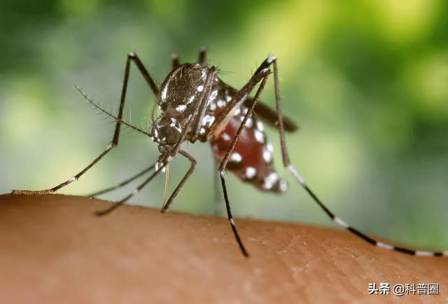 杀人最多的七种动物，第一名蚊子每年致死超72万人，你认识几种-第16张图片-趣闻屋