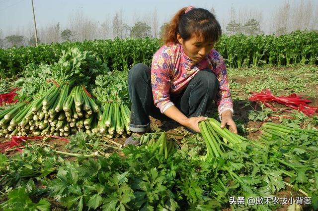 芹菜黑心腐烂倒伏？主要是因为缺乏两种元素或发生两种病害11