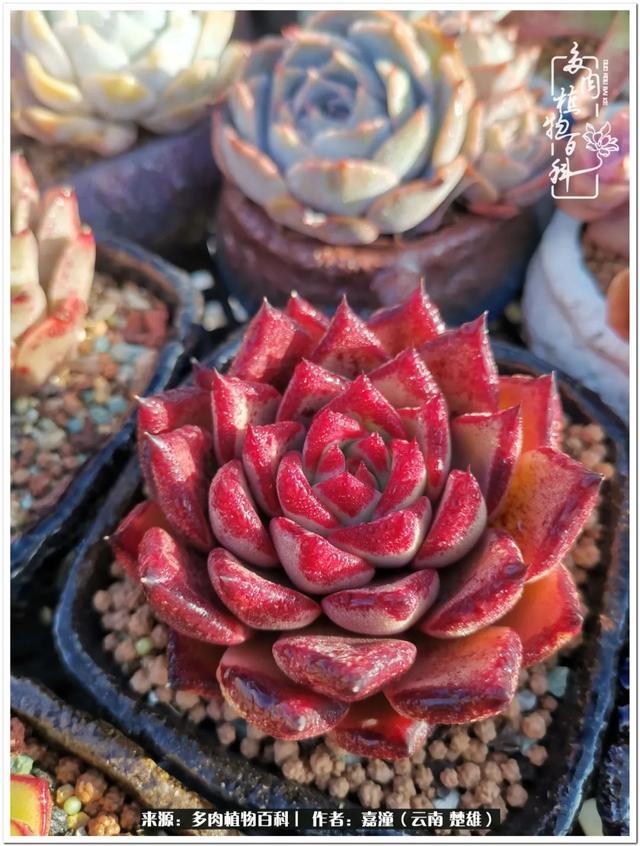 玉蝶铜芯电线价格表4平方,玉蝶铜芯线今日价格