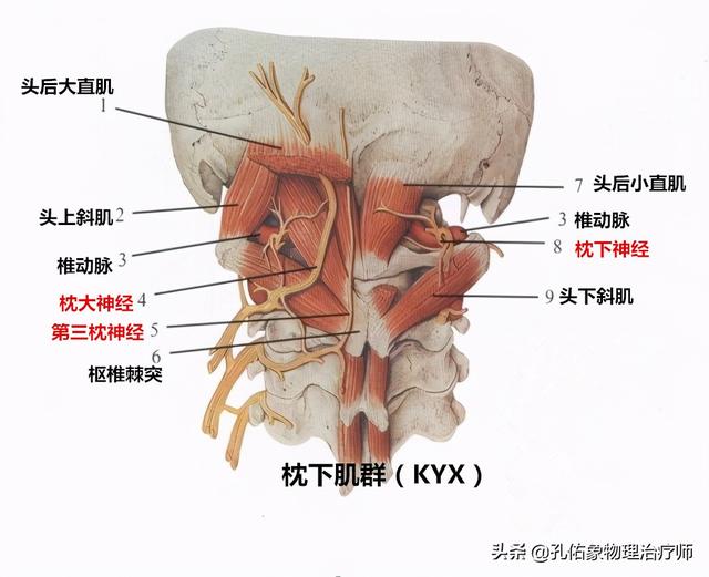 肩胛骨疼痛、手麻、整天头昏脑胀，是更年期综合症吗？不要被糊弄