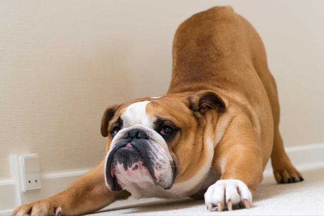 狗狗趴在地上什么意思(狗狗趴在地上的症状)-艾拉养犬