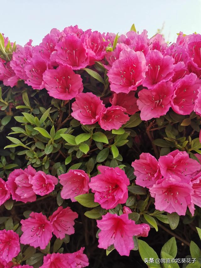 只为杜鹃来开花