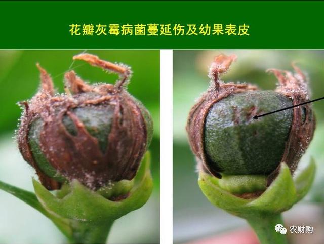 「花期病害手册」打药需时机对！哪些病花前防？哪些保果期防8