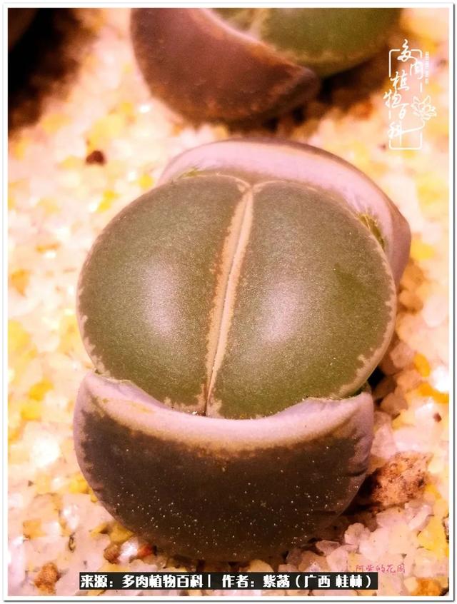 郑州新型泥土洗砂机
