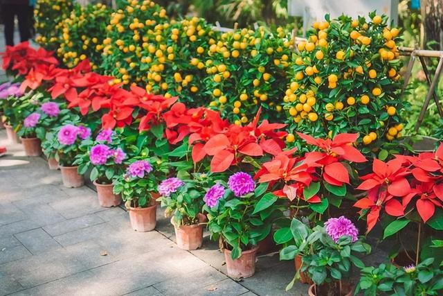 夏天去花市，4类花不要买！花商：不懂的人才喜欢买