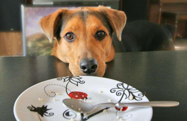 狗狗老闻主人是怎么回事(狗狗老是闻主人的气味)-艾拉养犬