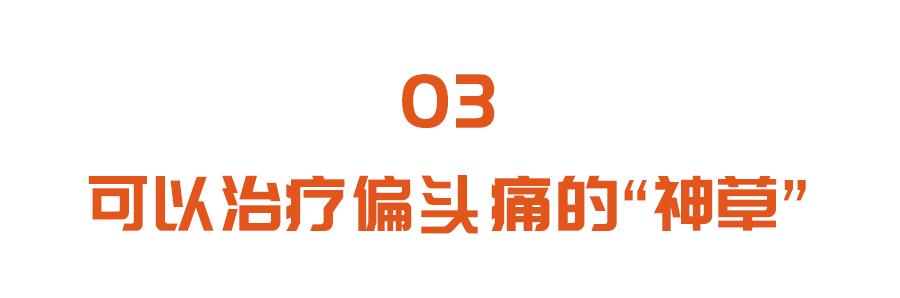 这种偏头痛，距离脑卒中一步之遥！1代茶饮、5穴位按摩，快速止痛