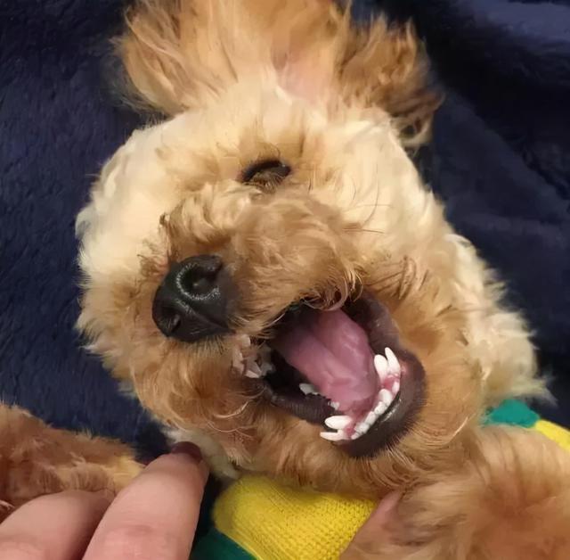 狗狗犬牙未掉新牙已出怎么办(狗狗的四颗犬牙会换吗)-艾拉养狗