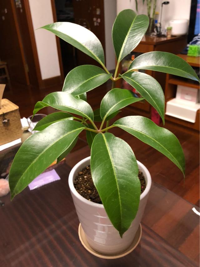 养花网 养花网（爱养花网） 生活