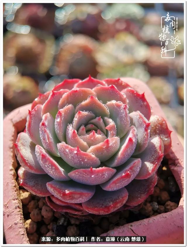 玉蝶铜芯电线价格表4平方,玉蝶铜芯线今日价格