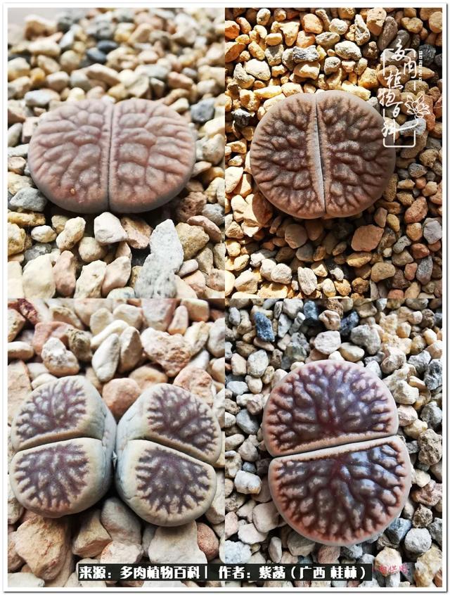 广西河沙洗砂机