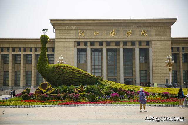 惊艳！石家庄“飞”来一只56米长“大孔雀”，开屏迎五一
