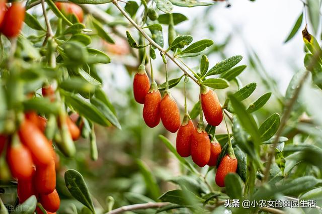 10种“神仙草”，春天采摘正当时，味道鲜美，还有益健康