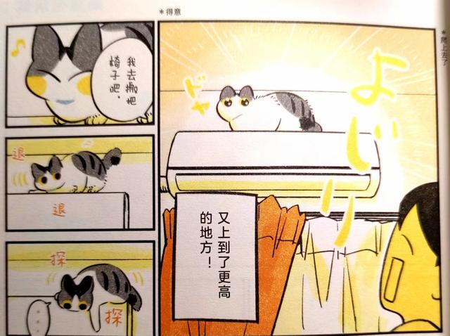 《我的猫，十二岁》世间最长情的告白，它陪你长大，你陪它变老