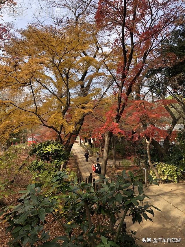 德村志成：落葉殘楓依然美麗，久違北小金本土寺