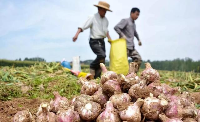 一台机器收大蒜顶60个人？70岁蒜农玩起高科技，机械化条件已成熟