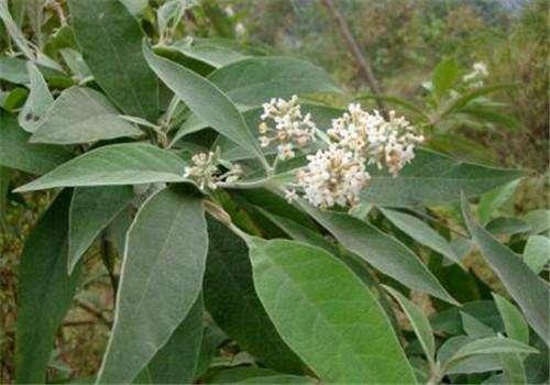 密蒙花 密蒙花（密蒙花粉怎么吃） 生活