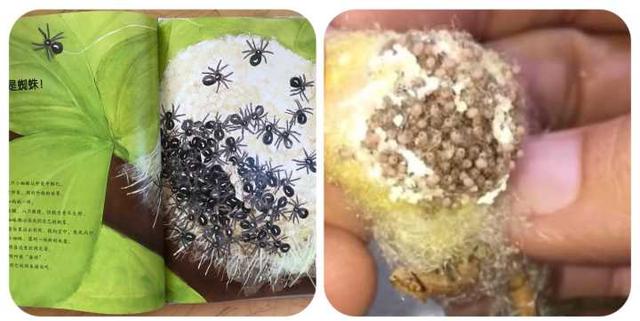 有哪些适合3岁孩子阅读的科普绘本？