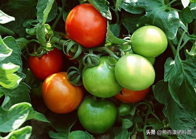 提醒：春天这7种蔬菜或需少吃，很多人还不知道，早知早好