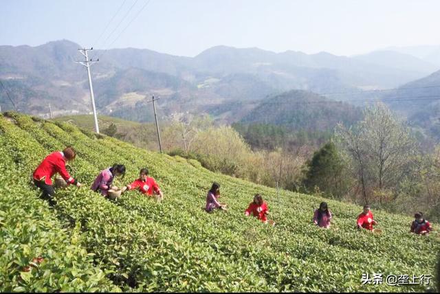 吕先奎冒“傻气”茶农们得福气——记保康县荆山锦茶业公司总经理吕先奎