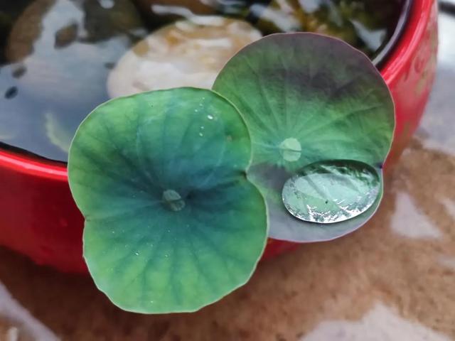 立夏：落絮蒙蒙立夏天，楼前槐树影初圆