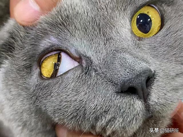 猫咪眼睛流泪睁不开是什么原因(猫眼角肿了个小包外眼角)