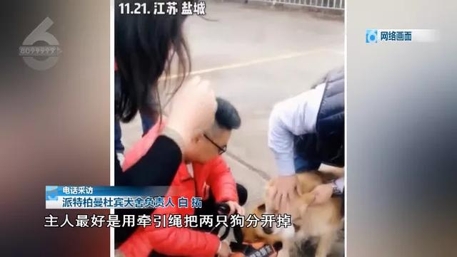 北京杜宾犬舍 北京杜宾犬舍（成都杜宾犬舍） 动物