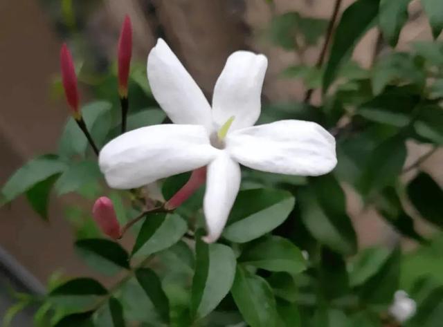 素馨花 素馨花(素馨花花语) 生活