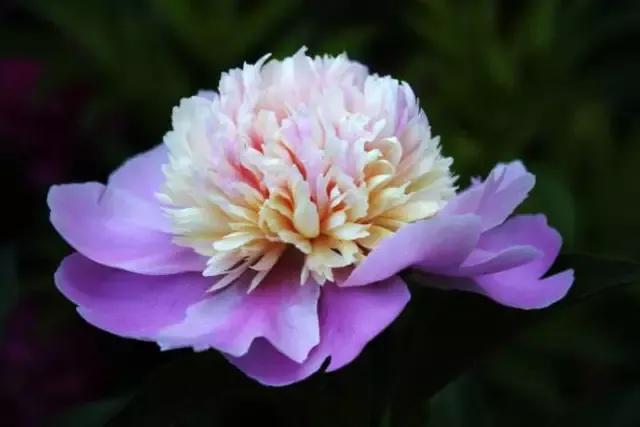 分享图片，百花盛开，五彩缤纷，太美了！令人心情无比愉悦