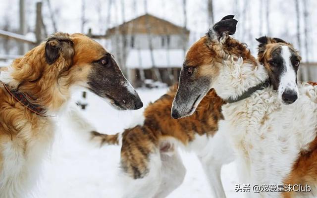 俄罗斯狼犬 俄罗斯狼犬（俄罗斯狼犬守护神） 动物