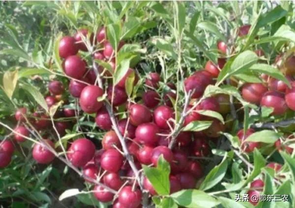 老人补钙多吃“高钙果”，天然水果食用好处多