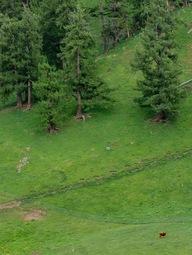 [万福云关键词自动回复]，微信打字出现的小动物有哪些