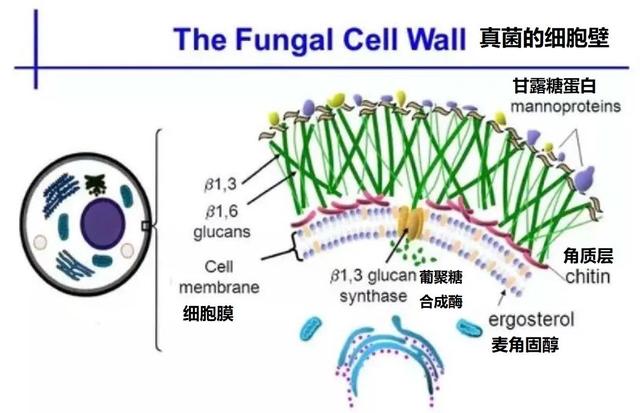 泰勒克菌剂对香蕉黑条叶斑病菌的有效防治