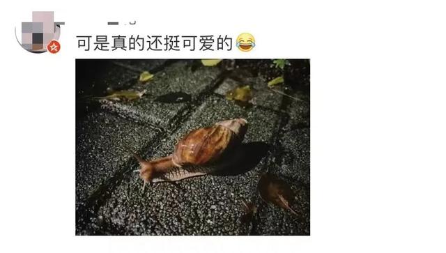 警惕！雨后街头这种生物频繁出没，千万别碰！