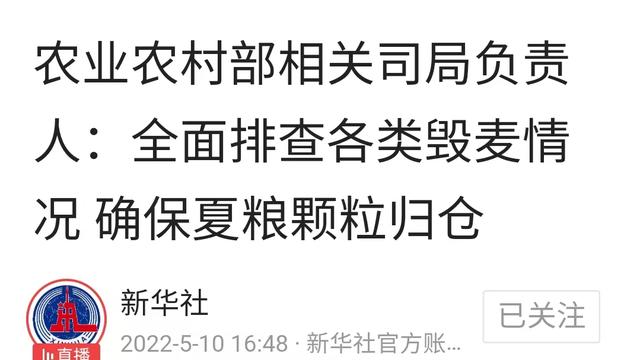 小麦青储疑云，把没熟的麦子割了怎么可能更赚钱？