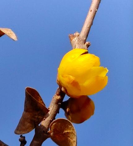 腊梅花 腊梅花（腊梅花的花语和寓意） 生活