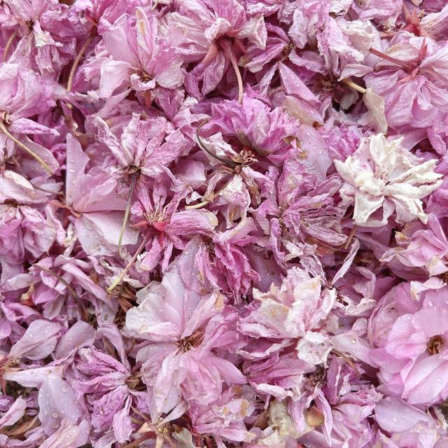 春日无尘日 晴好光明媚 百花开灿烂 万物显生机 元姆