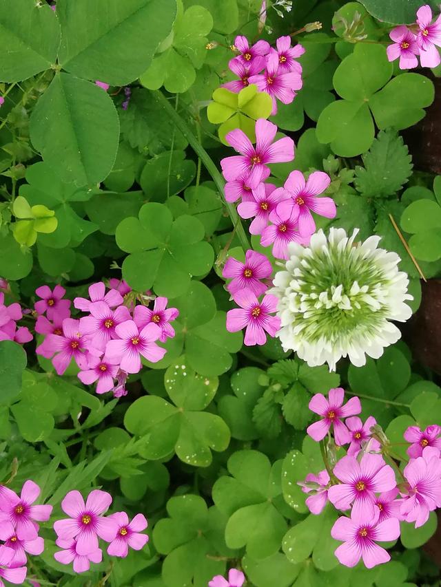 红花酢浆草：有没有觉得世界明亮了一些？