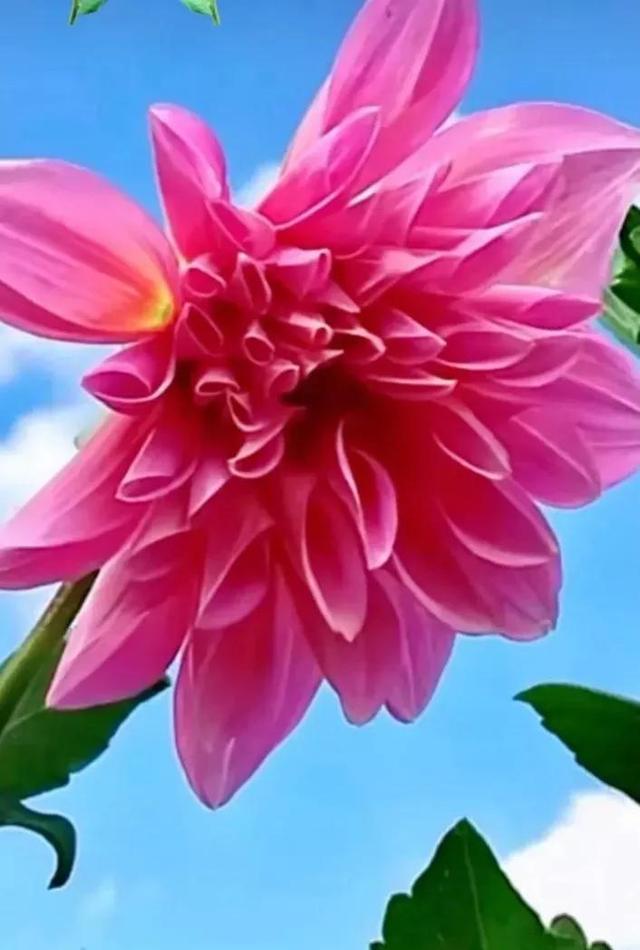 鲜花争艳，美景如画，令人心旷神怡