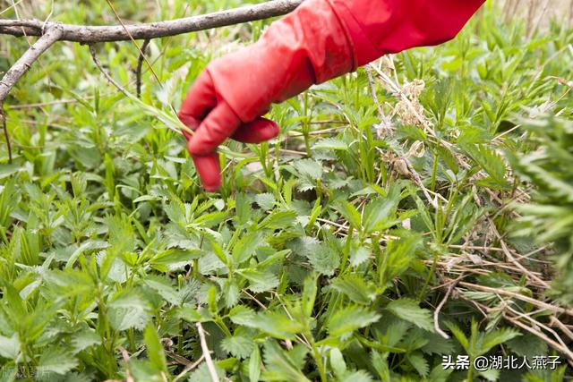 野菜种类