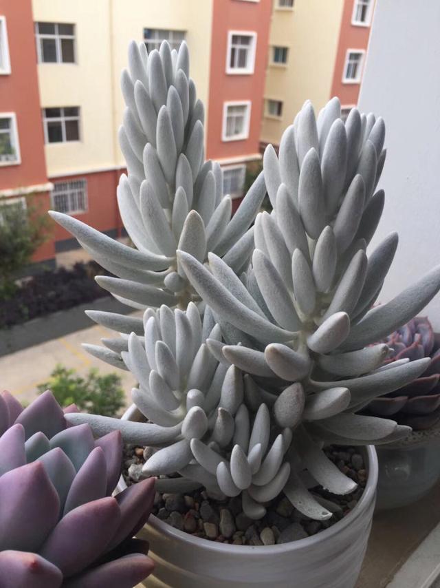 多肉
