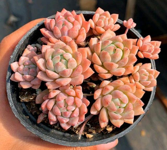 多肉植物品种