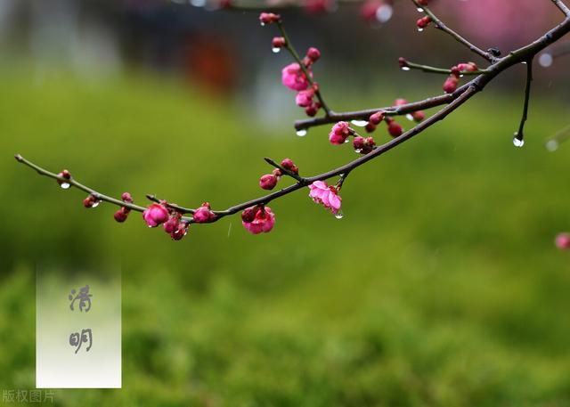 清明将至，关于清明节的习俗，你知道多少？