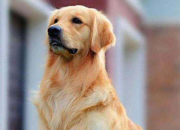 纯种金毛犬价格