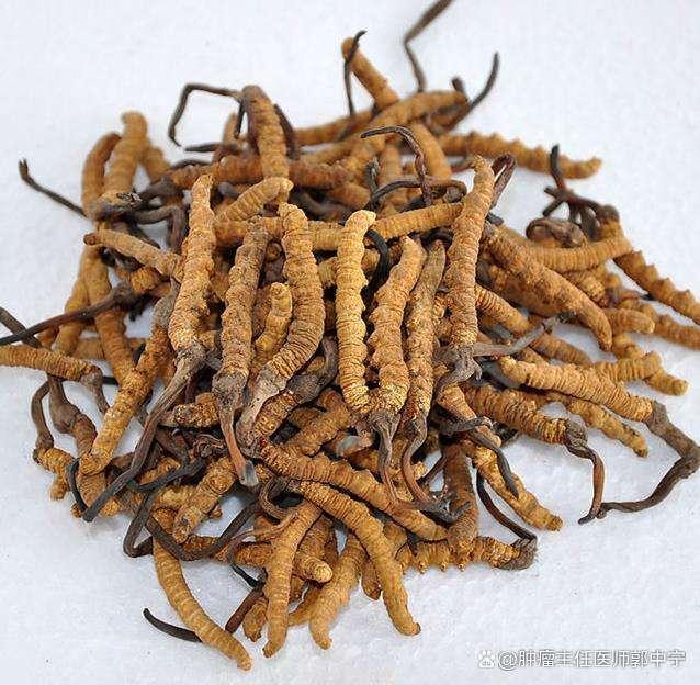 冬蟲夏草治腫瘤？