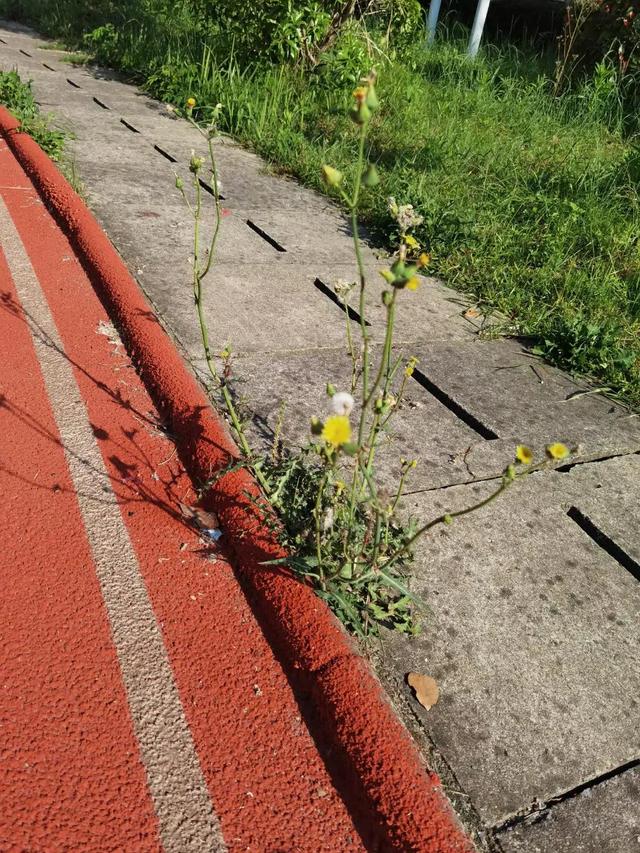 蒲公英花又开了