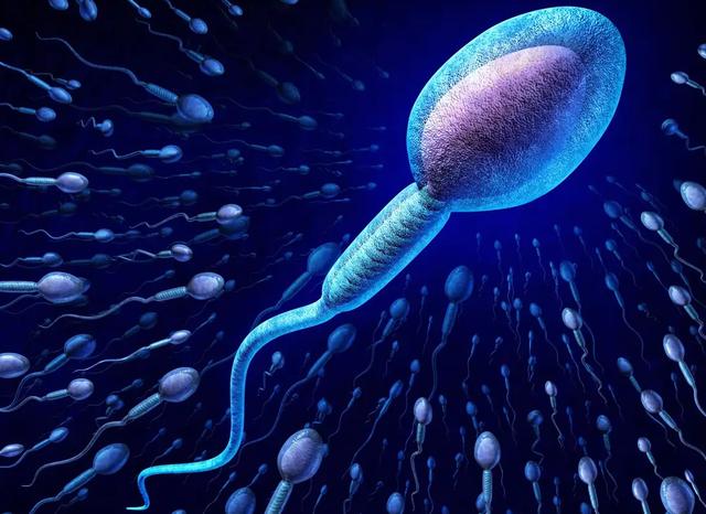 《跑得最快的精子才能和卵子结合？其实拼了命，或许是为别人做嫁衣》
