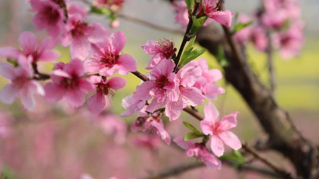 桃花的样子怎么写