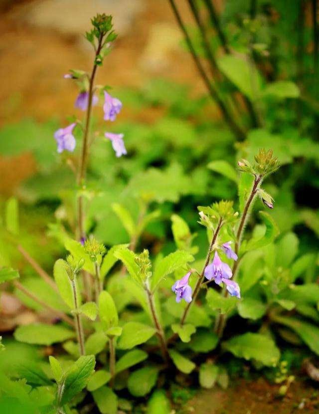 十二月开的花