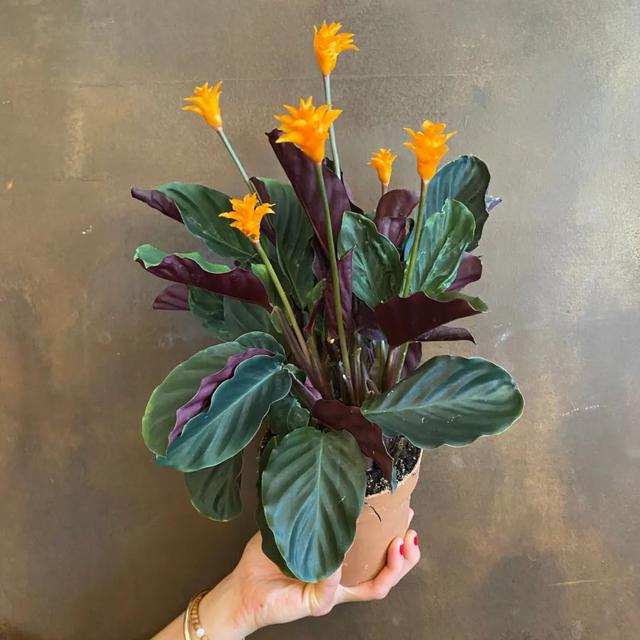 竹芋 竹芋，竹芋图片 生活
